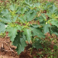 Datura stramonium L.